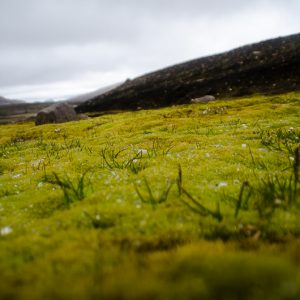 Green moss closeup landmannalaugar iceland - MagCarbone photo