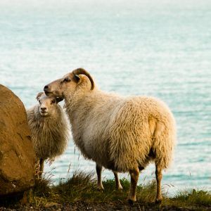 Sheep iceland - Magali Carbone photo