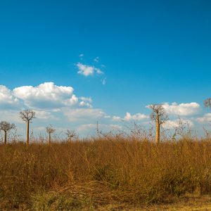 La forêt de baobabs madagascar - MagCarbone photo