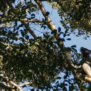 Indri lémurien parc andasibe madagascar - MagCarbone photo